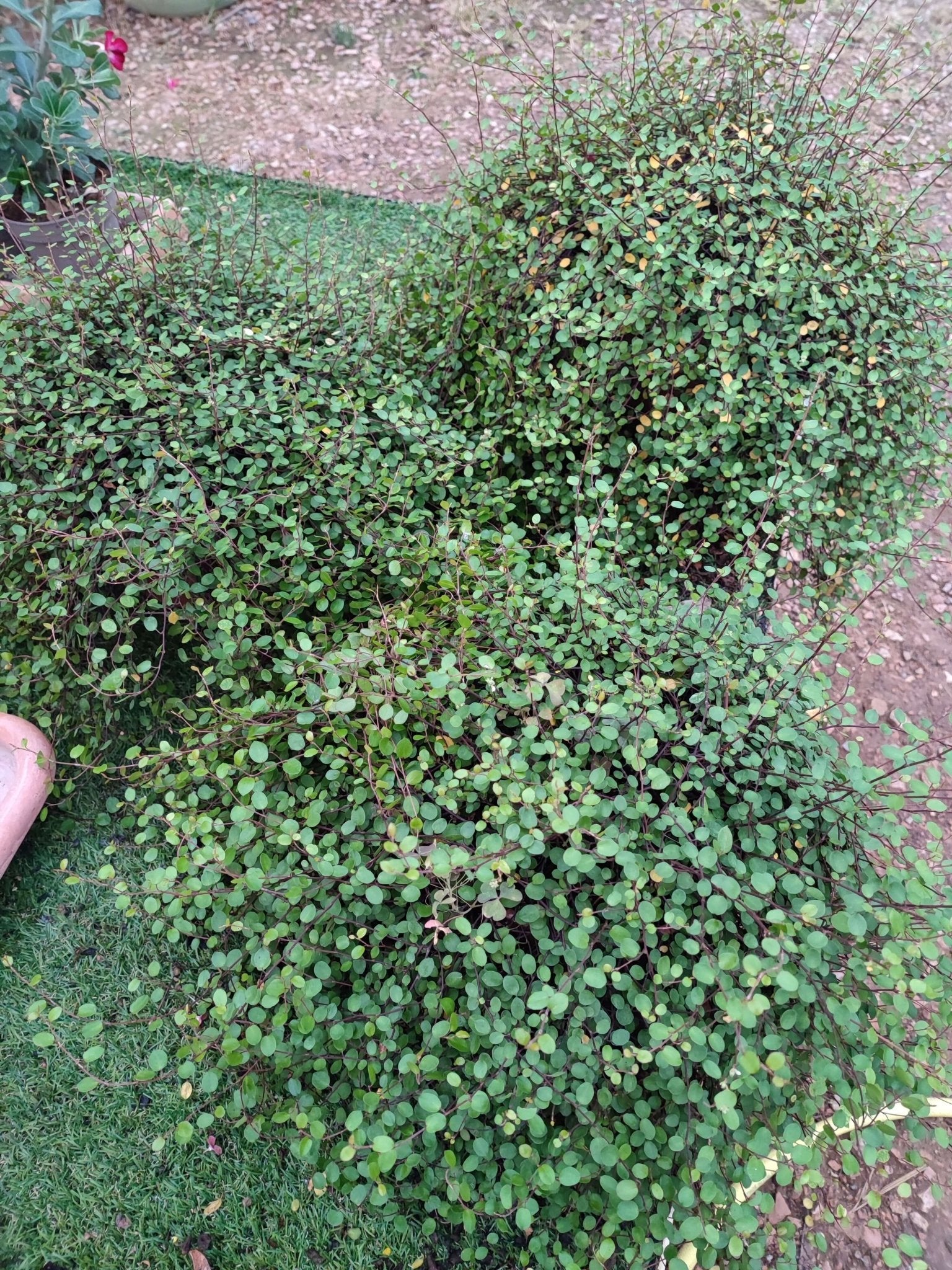 Muehlenbeckia - ValmaflorValmaflorValmaflorMuehlenbeckia - Valmaflor22 cm