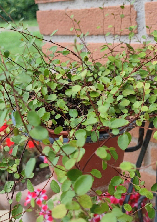 Muehlenbeckia - ValmaflorValmaflorValmaflorMuehlenbeckia - Valmaflor22 cm