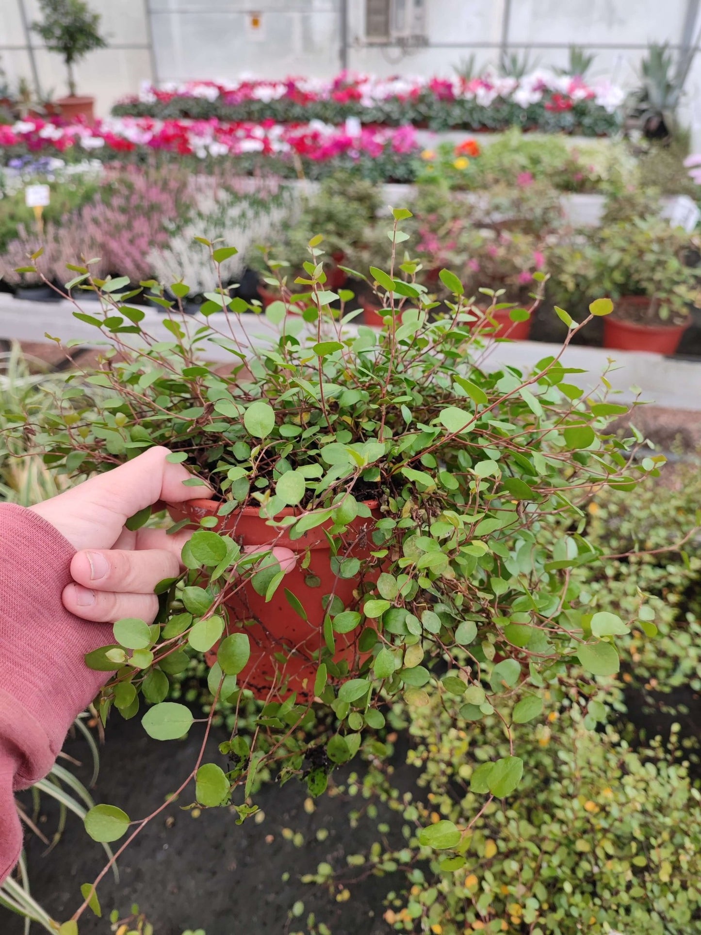 Muehlenbeckia - ValmaflorValmaflorValmaflorMuehlenbeckia - Valmaflor14 cm