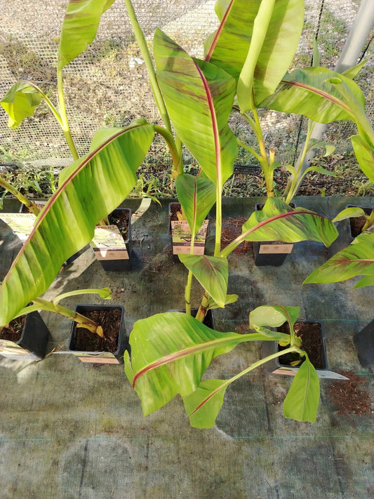 Musa ever red - ValmaflorValmaflorValmaflorMusa ever red15 cm