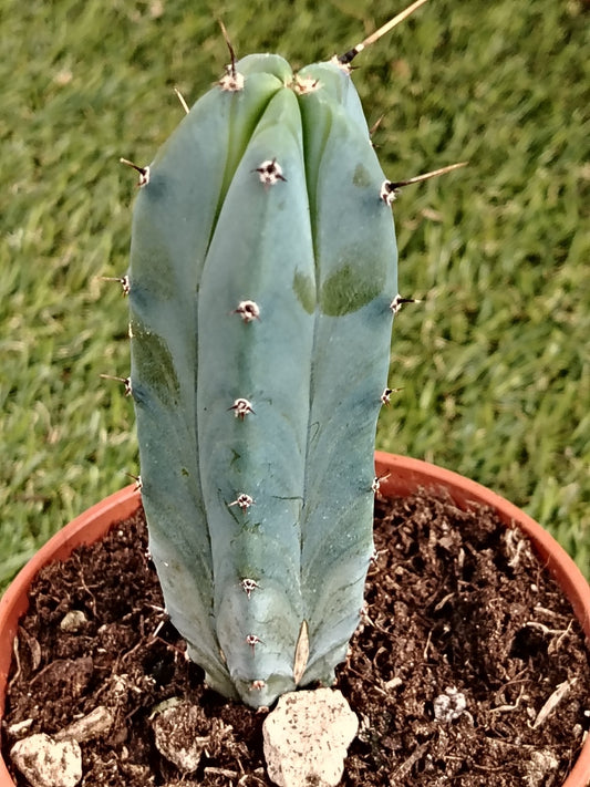 Myrtillocactus - ValmaflorValmaflorValmaflorMyrtillocactus - ValmaflorValmaflorValmaflorMyrtillocactus10 cm10 cm