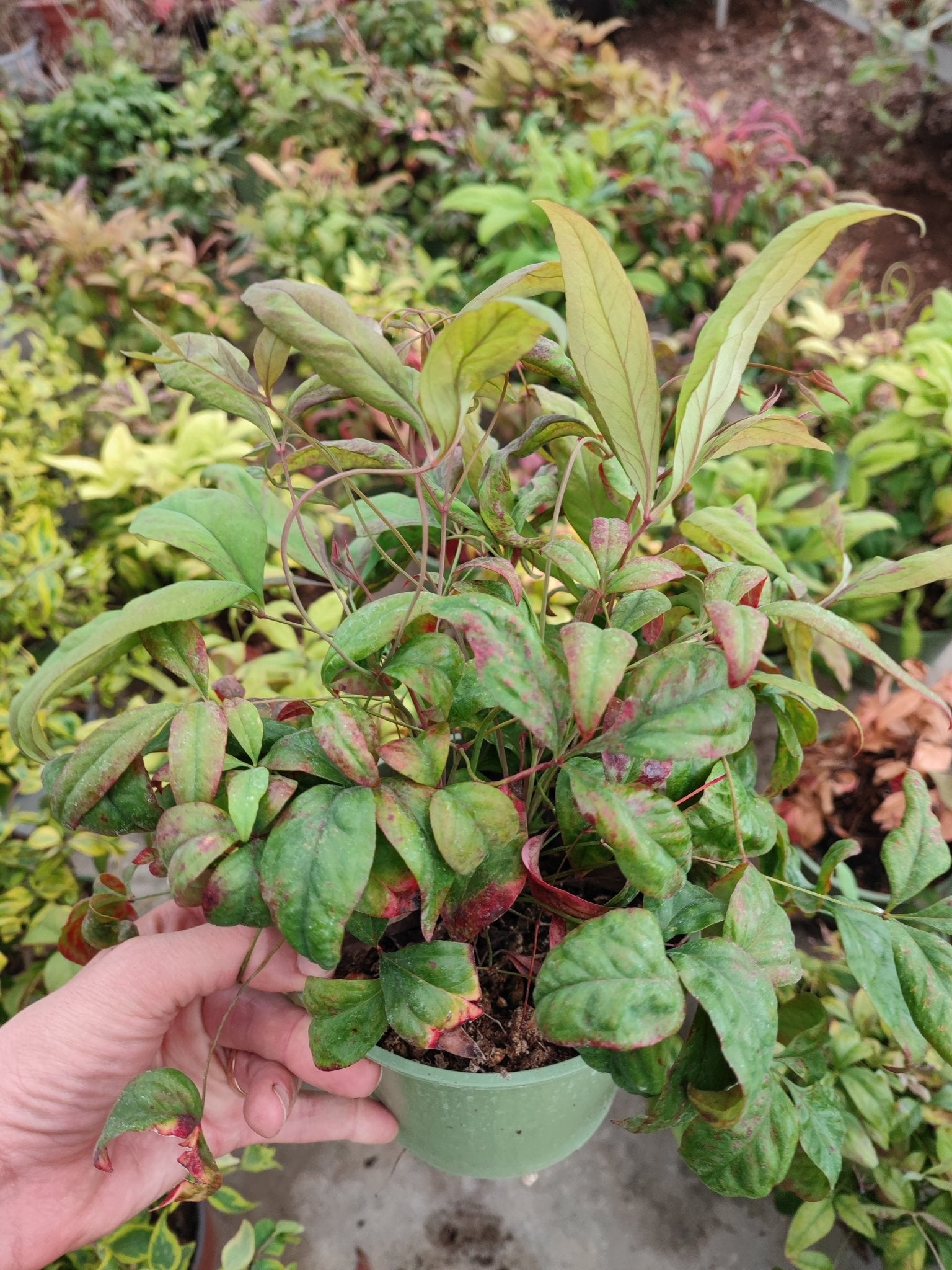 Nandina - ValmaflorValmaflorValmaflorNandina