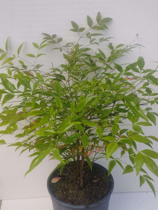 Nandina domestica - Valmaflor