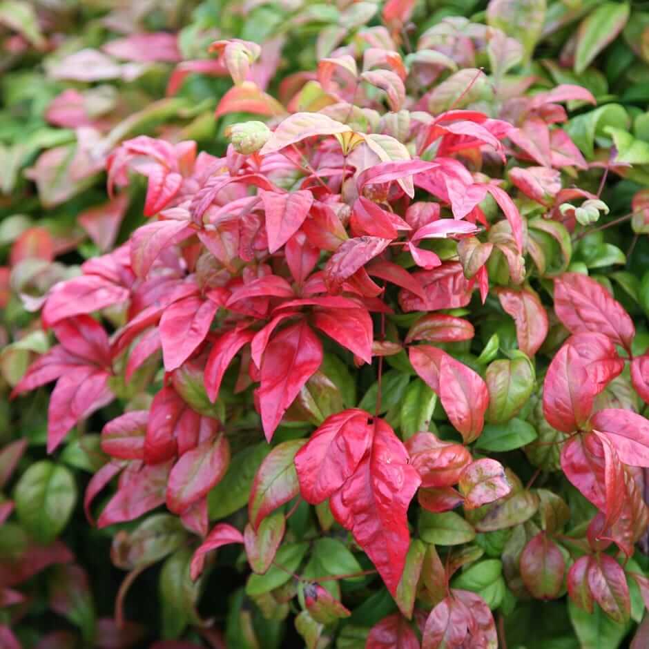 Nandina