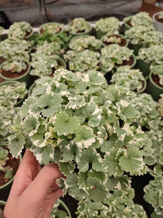 Nepeta variegata - Valmaflor#ValmaflorValmaflorNepeta variegataVaso 10 cm