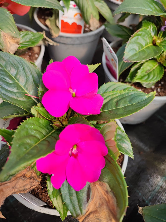 Nuova Guinea da ombra - Valmaflor#ValmaflorValmaflorNuova Guinea da ombraFucsia