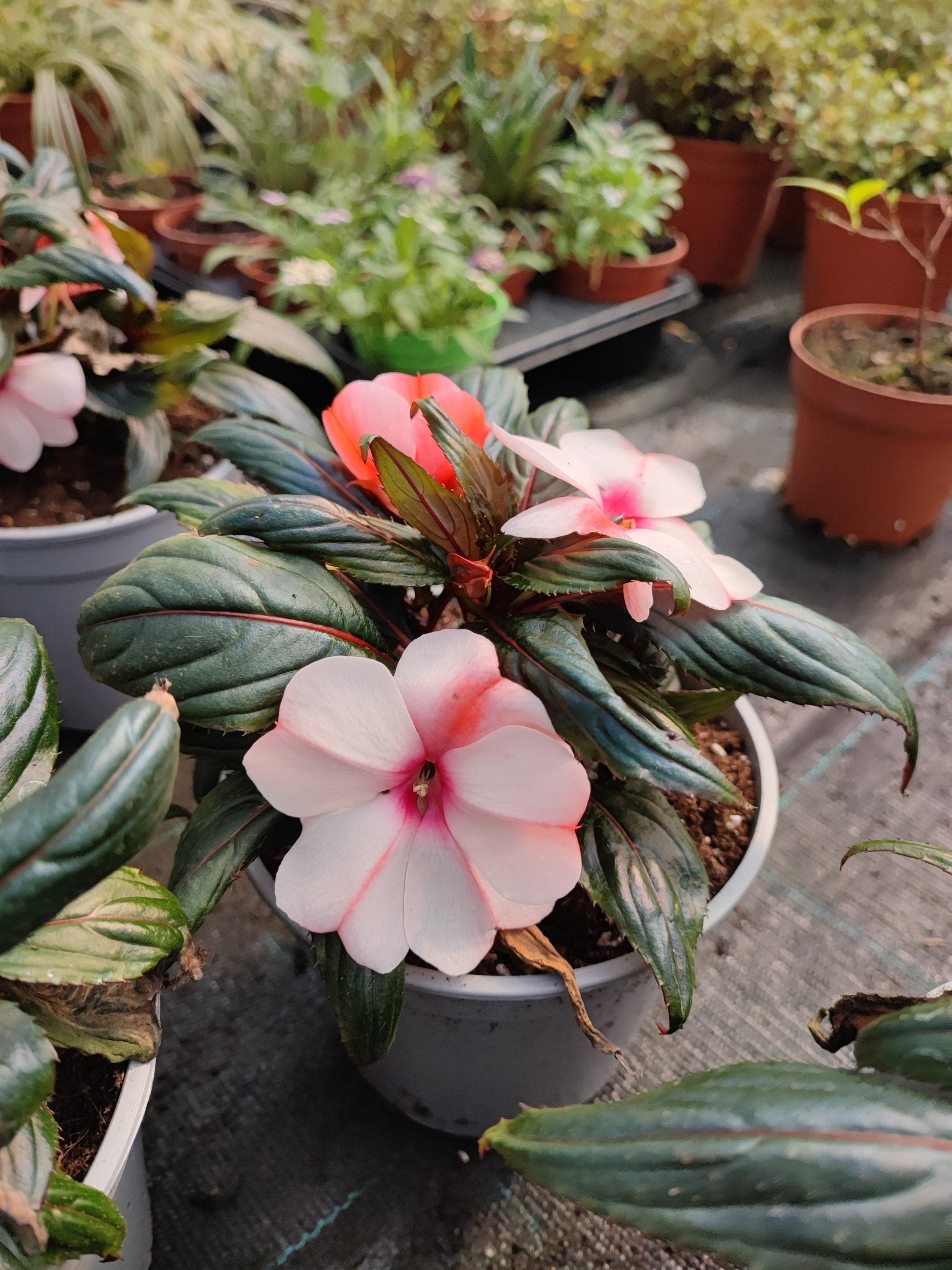 Nuova Guinea da ombra - Valmaflor#ValmaflorValmaflorNuova Guinea da ombraRosso/bianco