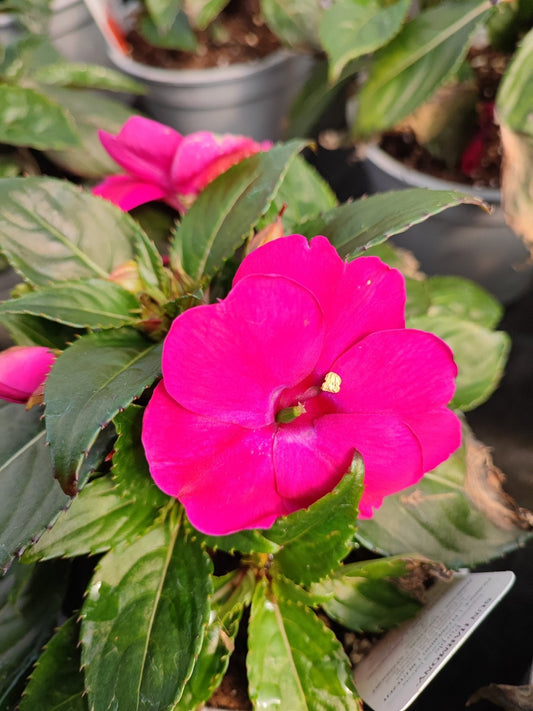 Nuova Guinea da sole - ValmaflorValmaflorValmaflorNuova Guinea da sole - ValmaflorValmaflorValmaflorNuova Guinea da soleFucsiaFucsia