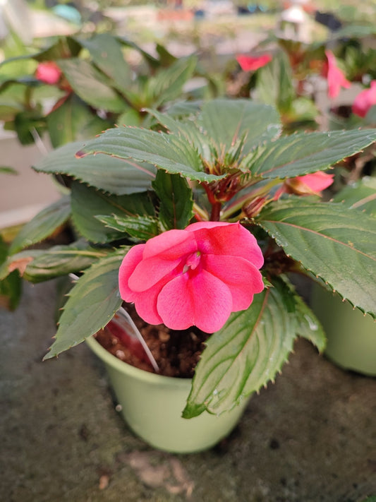 Nuova Guinea da sole - ValmaflorValmaflorValmaflorNuova Guinea da sole - ValmaflorValmaflorValmaflorNuova Guinea da soleRosaRosa