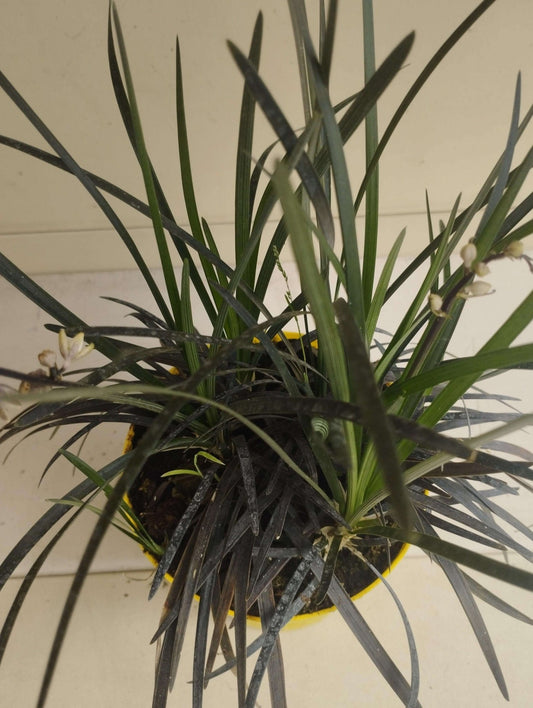 Ophiopogon planiscapus 'Nigrescens' - ValmaflorValmaflorValmaflorOphiopogon planiscapus - Valmaflor14 cm