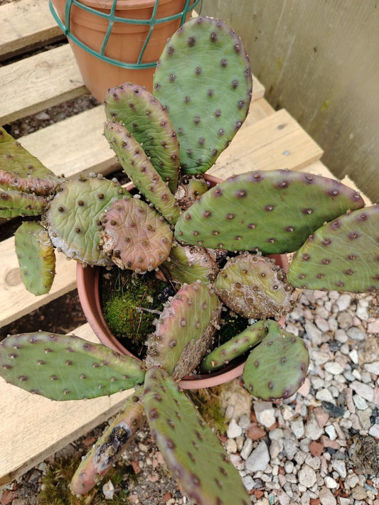 Opuntia humifusa (fico d'India) - Valmaflor#ValmaflorValmaflorOpuntia humifusa (fico d'India)19