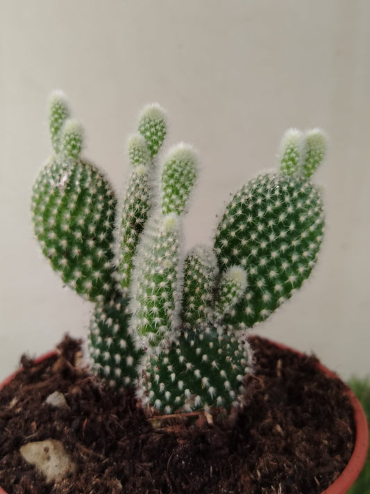 Opuntia microdasys - ValmaflorValmaflorValmaflorOpuntia microdasys10 cm
