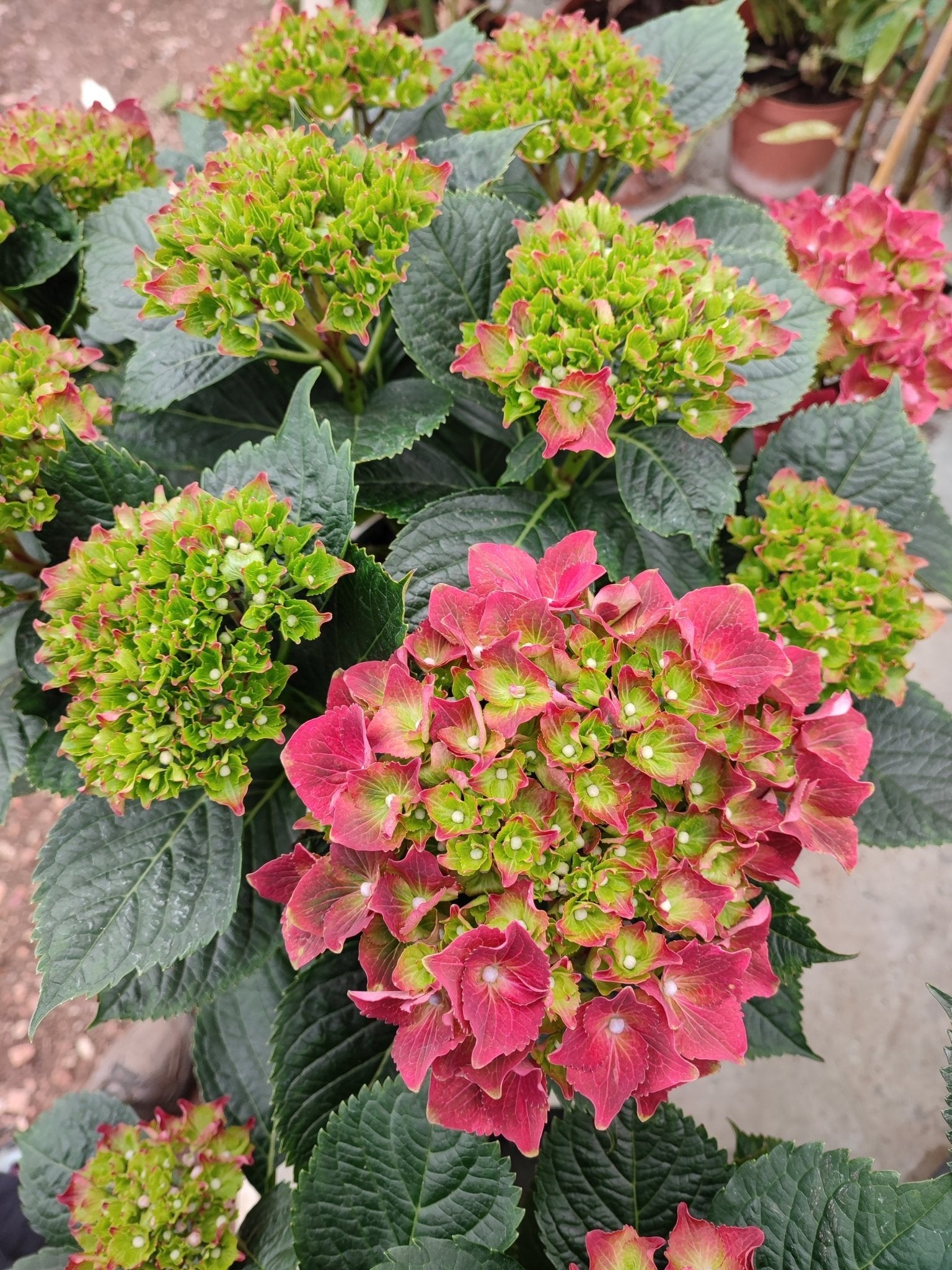 Ortensia - ValmaflorValmaflorValmaflorOrtensia - ValmaflorValmaflorValmaflorOrtensiaFucsiaFucsia