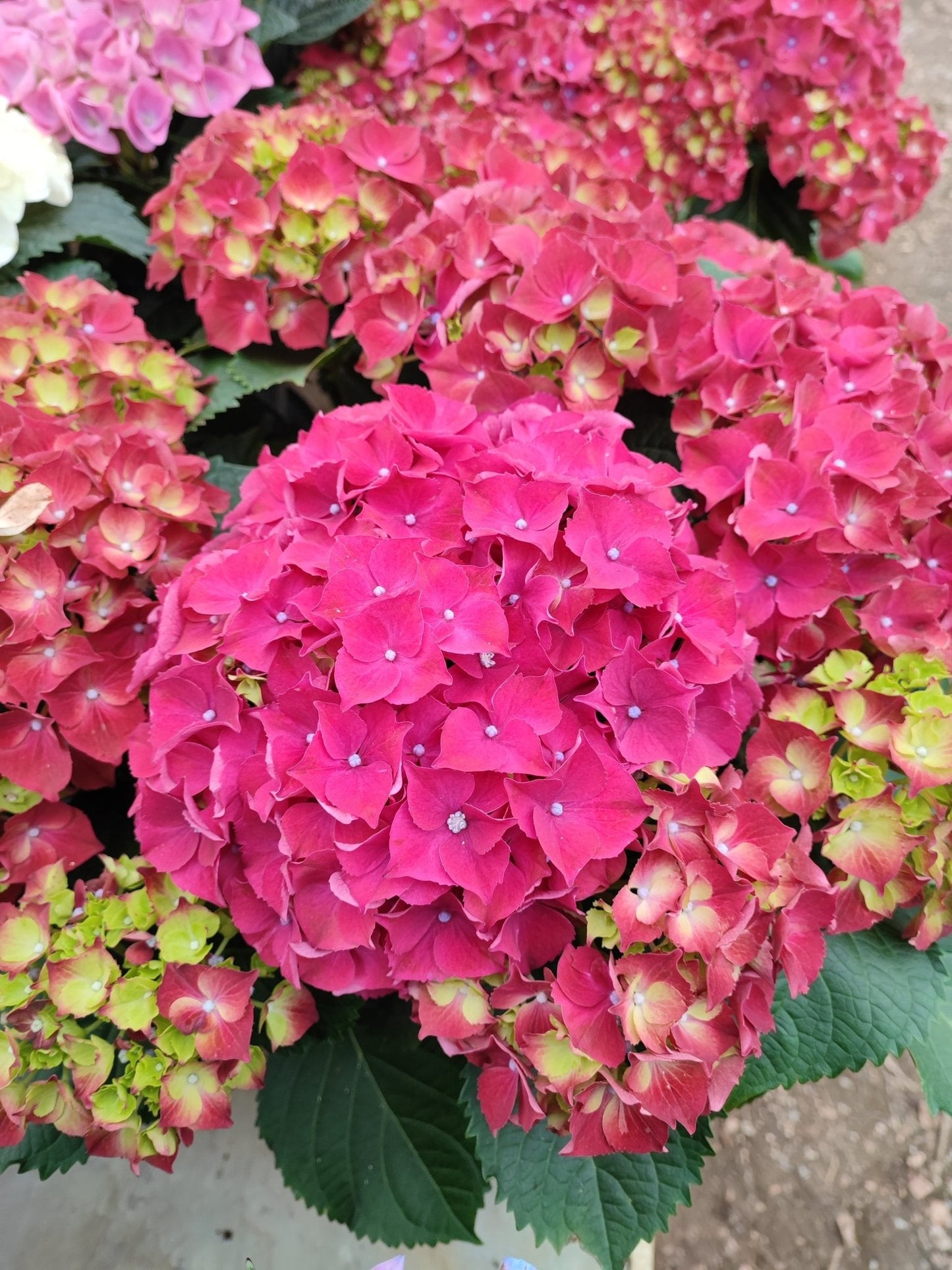 Ortensia - ValmaflorValmaflorValmaflorOrtensia - ValmaflorValmaflorValmaflorOrtensiaFucsiaFucsia