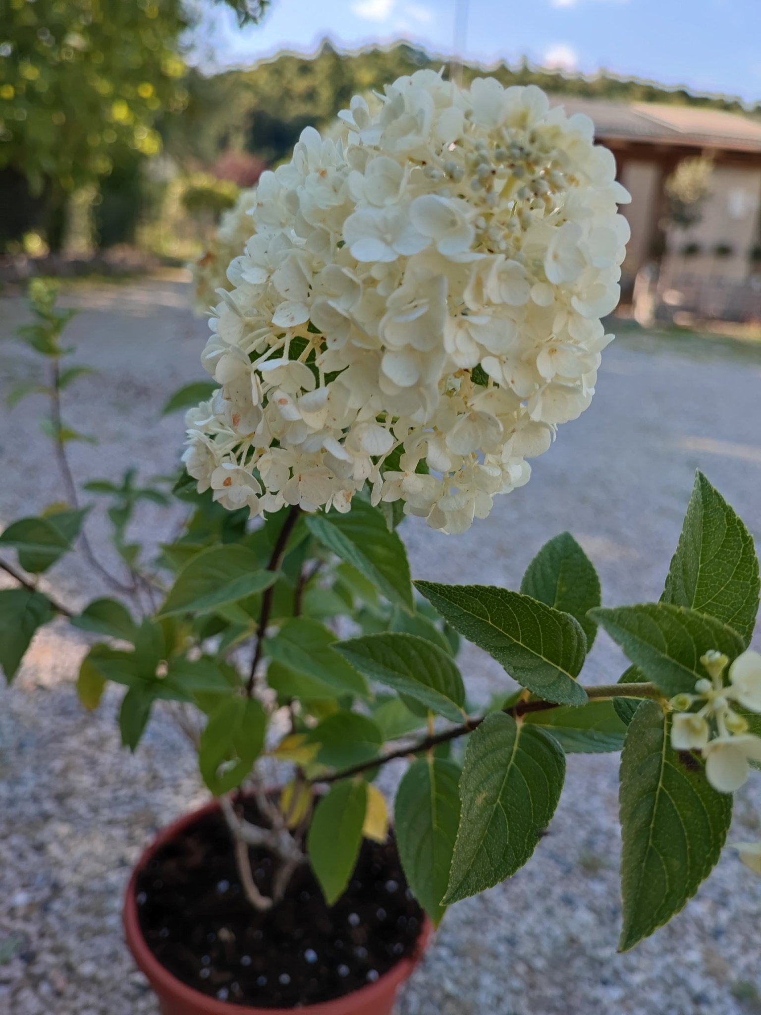Ortensia paniculata sundae fraise - ValmaflorValmaflorValmaflorOrtensia paniculata sundae fraise21 cm40 cm