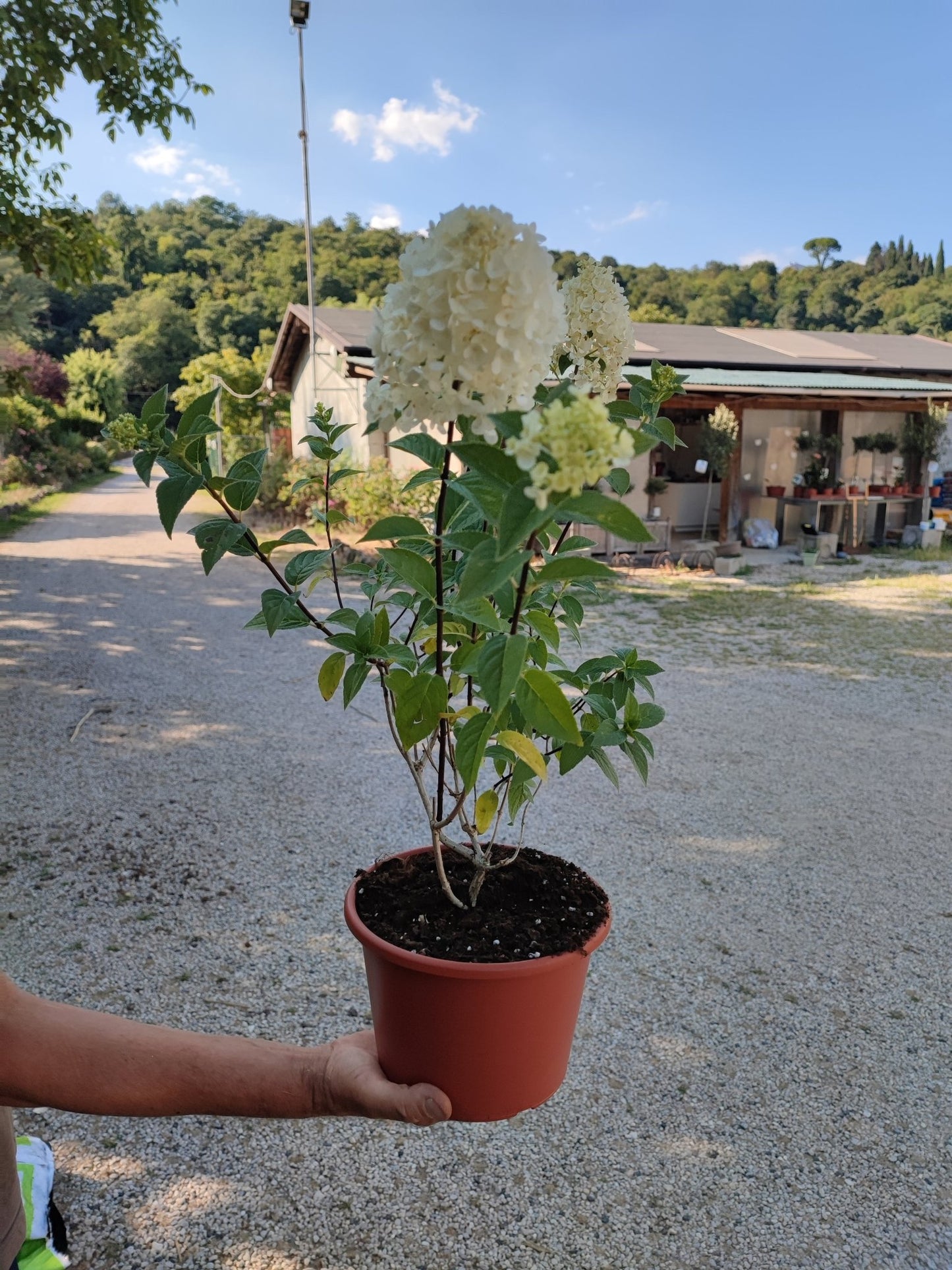 Ortensia paniculata sundae fraise - ValmaflorValmaflorValmaflorOrtensia paniculata sundae fraise21 cm40 cm