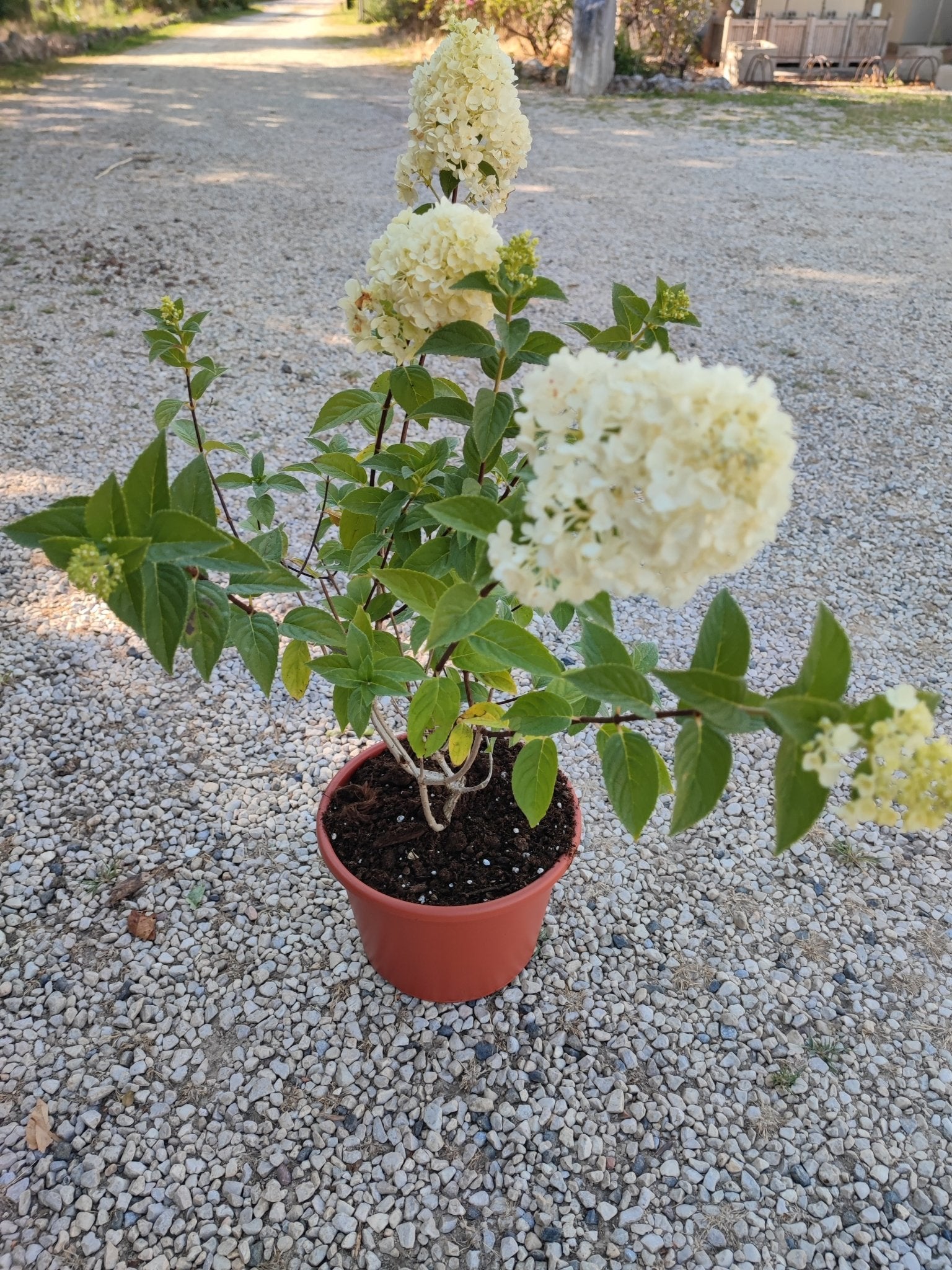 Ortensia paniculata sundae fraise - ValmaflorValmaflorValmaflorOrtensia paniculata sundae fraise21 cm40 cm