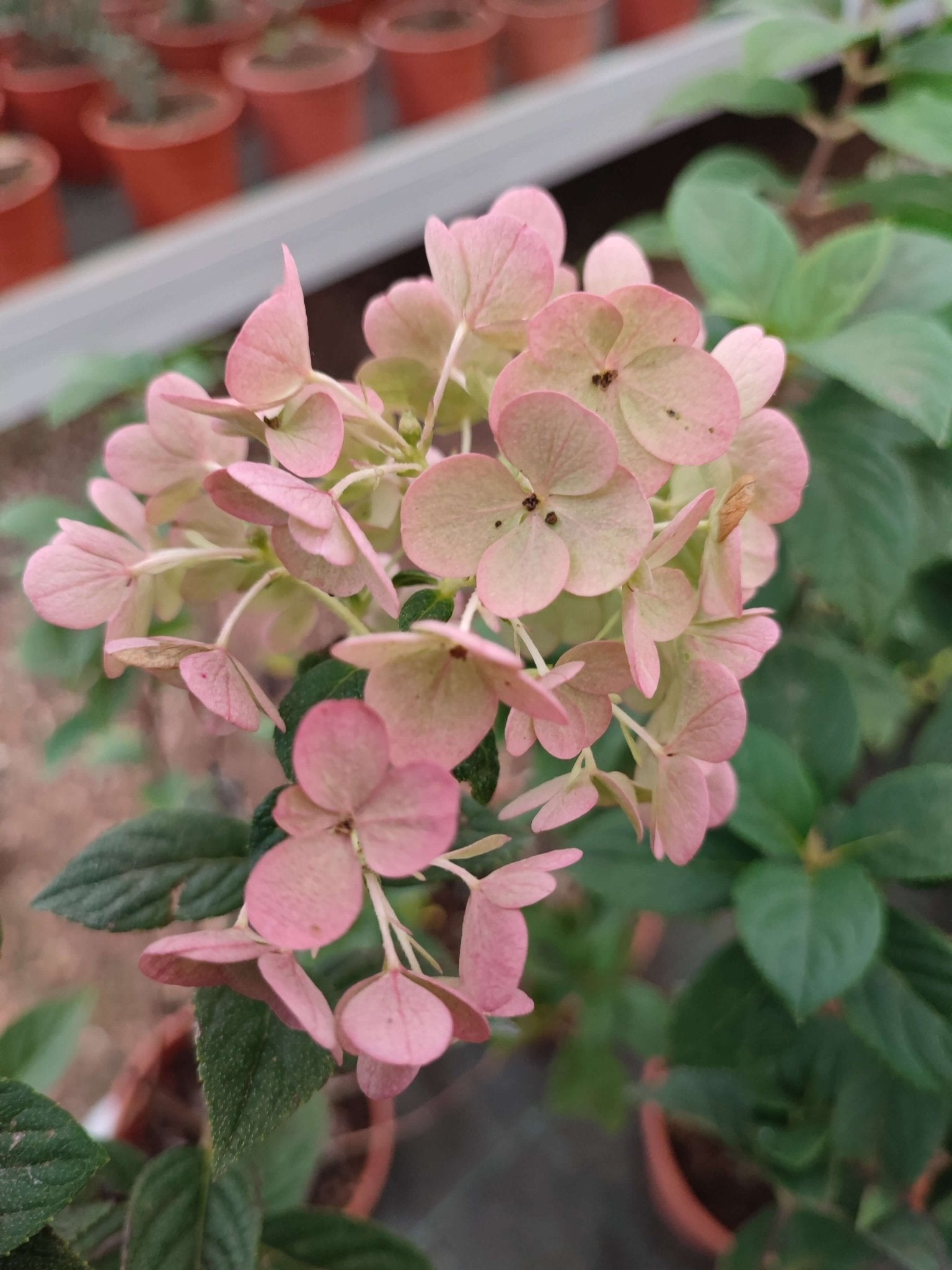 Ortensia paniculata sundae fraise - ValmaflorValmaflorValmaflorOrtensia paniculata sundae fraise - Valmaflor21 cm40 cm