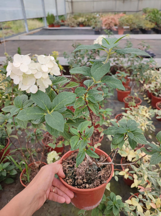 Ortensia paniculata sundae fraise - Valmaflor