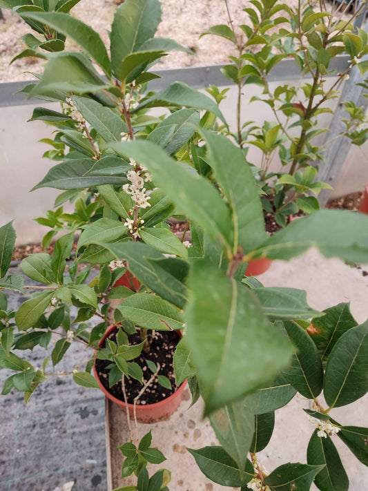 Osmanthus oleafragrans - ValmaflorOsmanthus oleafagransValmaflorValmaflorOsmanthus oleafagrans - Valmaflor22 cm70/80 cm