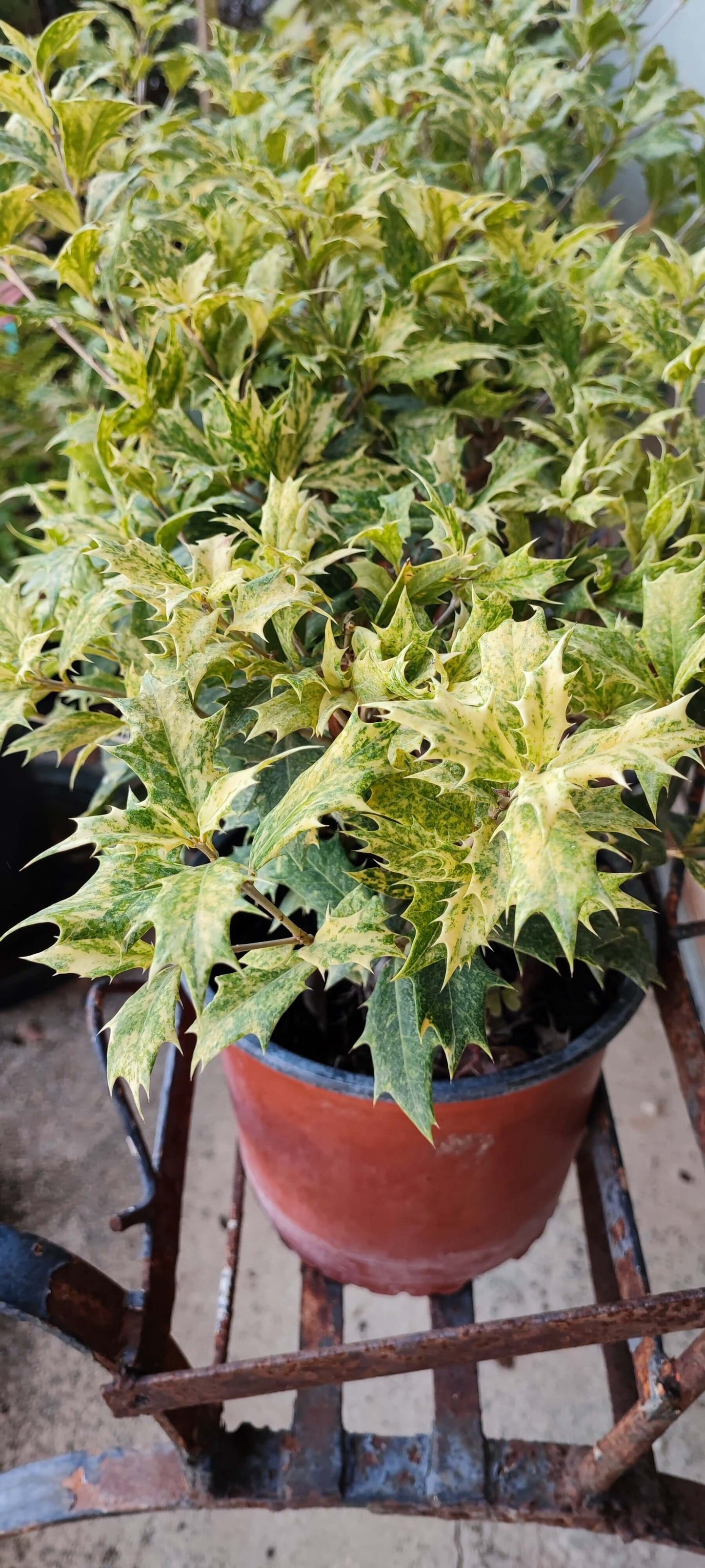 Osmanthus tricolor - Valmaflor