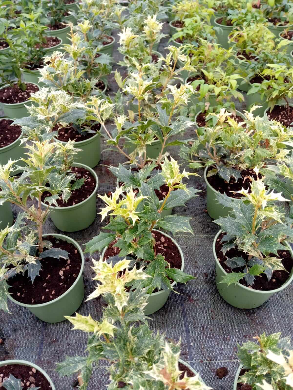 Osmanthus tricolor - Valmaflor