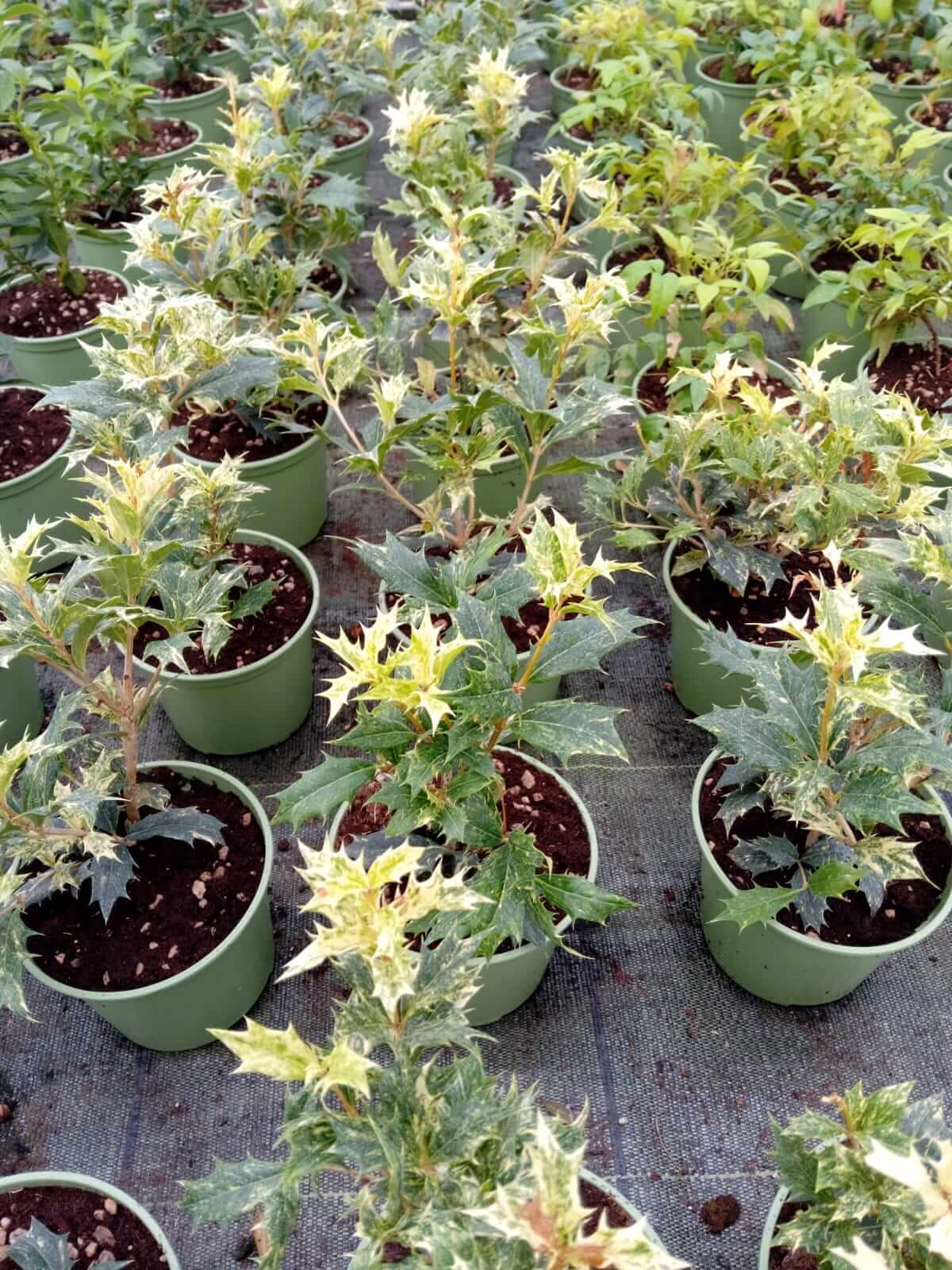 Osmanthus tricolor - ValmaflorValmaflorValmaflorOsmanthus tricolor - Valmaflor14Pianta da esternoPianta perenne