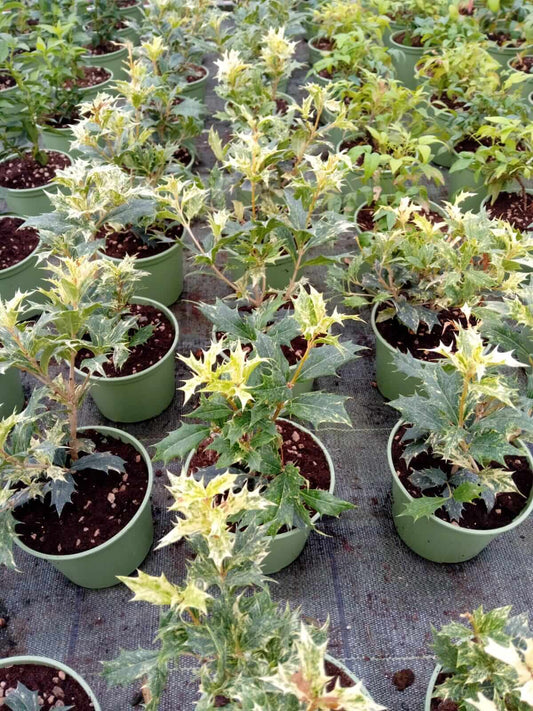 Osmanthus tricolor - ValmaflorValmaflorValmaflorOsmanthus tricolor - Valmaflor14Pianta da esternoPianta perenne