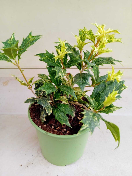 Osmanthus tricolor - ValmaflorValmaflorValmaflorOsmanthus tricolor - Valmaflor14Pianta da esternoPianta perenne