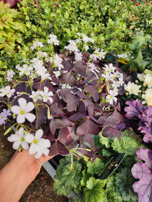Oxalis triangularis - ValmaflorValmaflorValmaflorOxalis triangularis