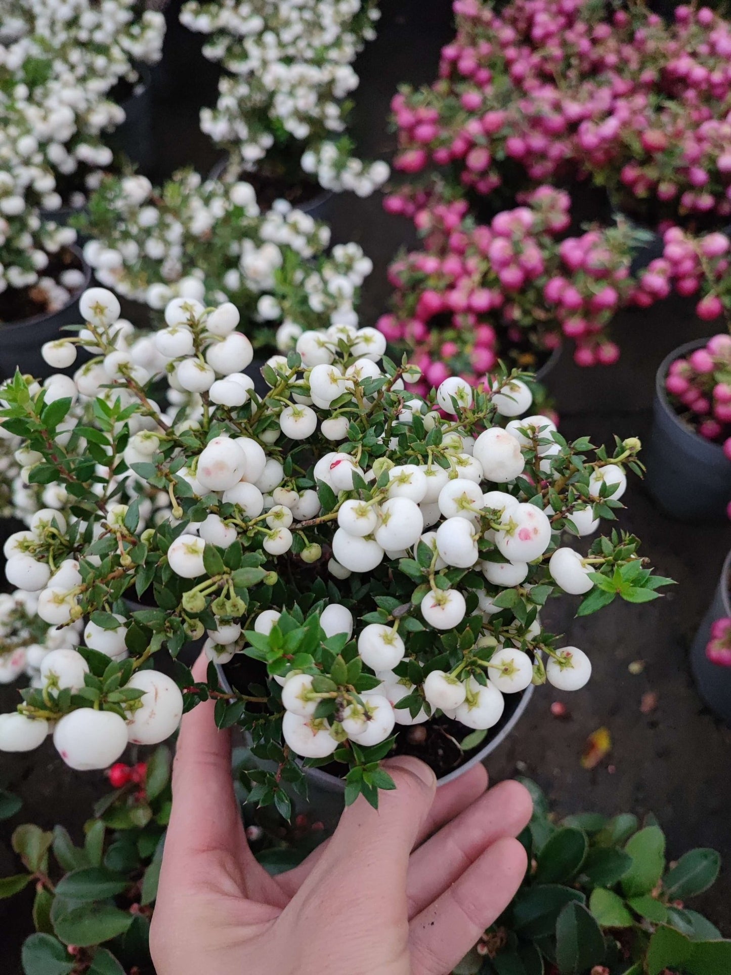 Pernettya - ValmaflorValmaflorValmaflorPernettya - ValmaflorBianco