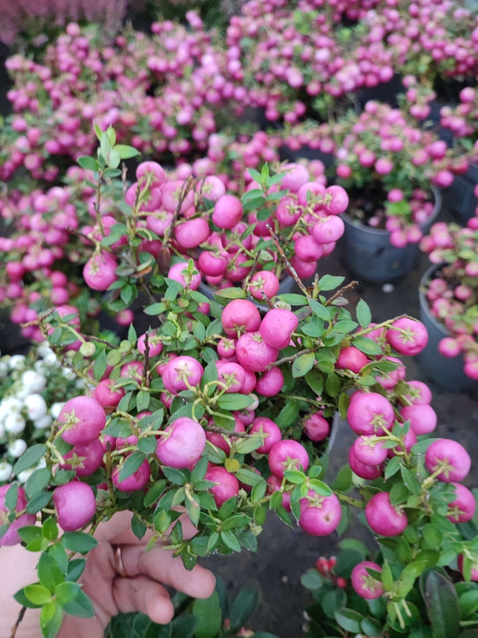 Pernettya - ValmaflorValmaflorValmaflorPernettya - ValmaflorPorpora