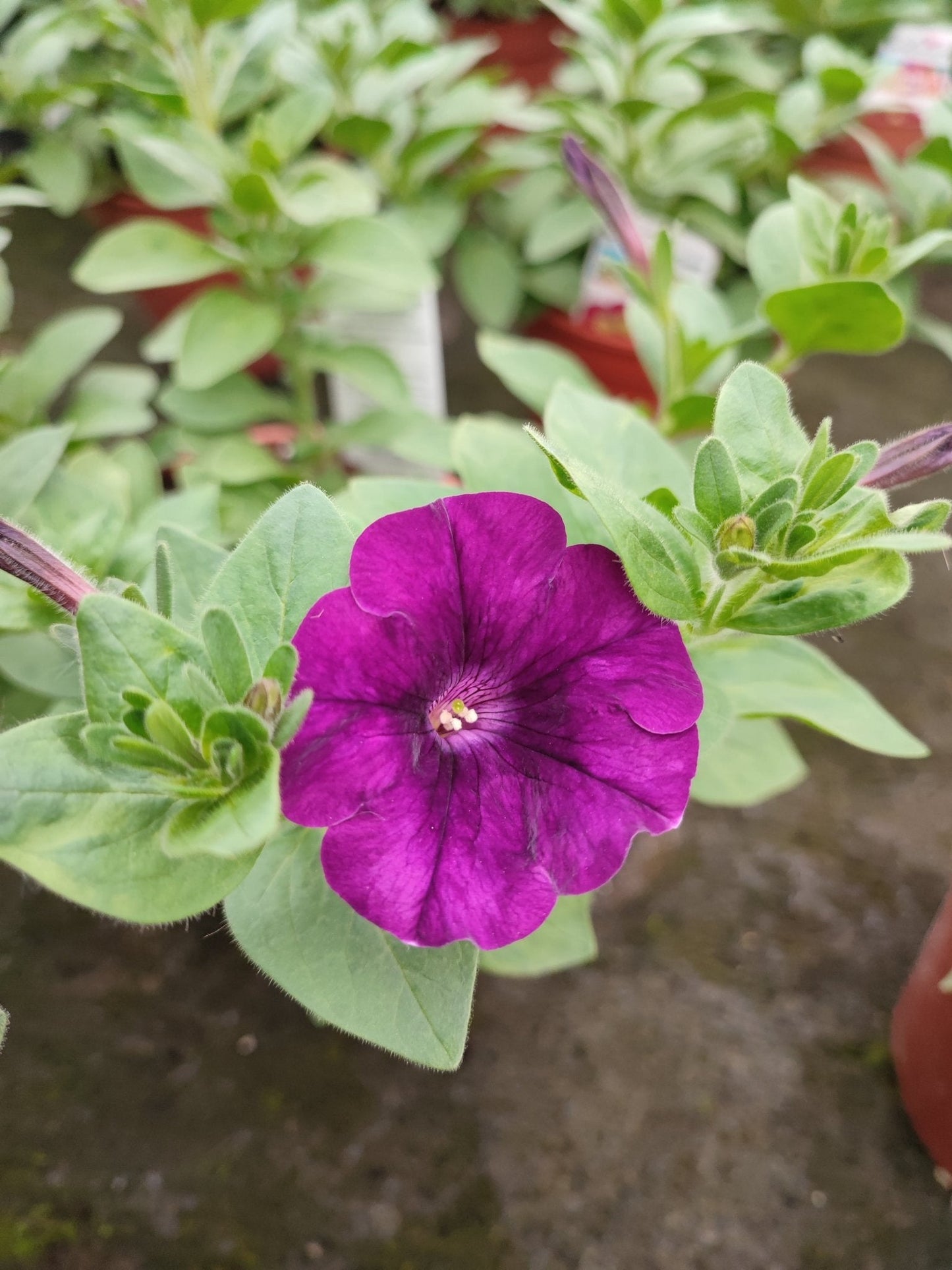 Petunia - ValmaflorValmaflorValmaflorPetunia - ValmaflorValmaflorValmaflorPetuniaViolaViola