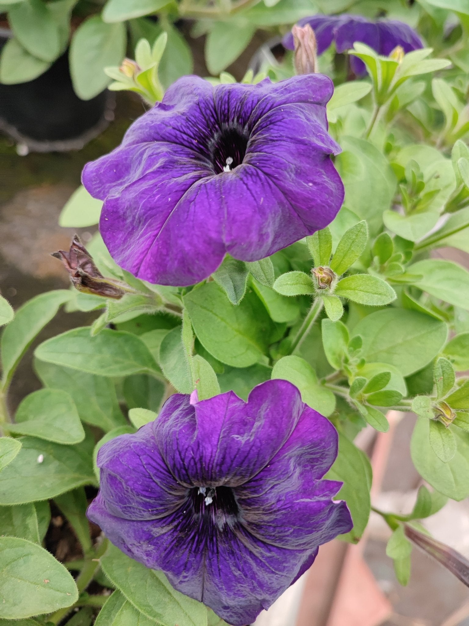 Petunia - ValmaflorValmaflorValmaflorPetunia - ValmaflorValmaflorValmaflorPetuniaNeraNera