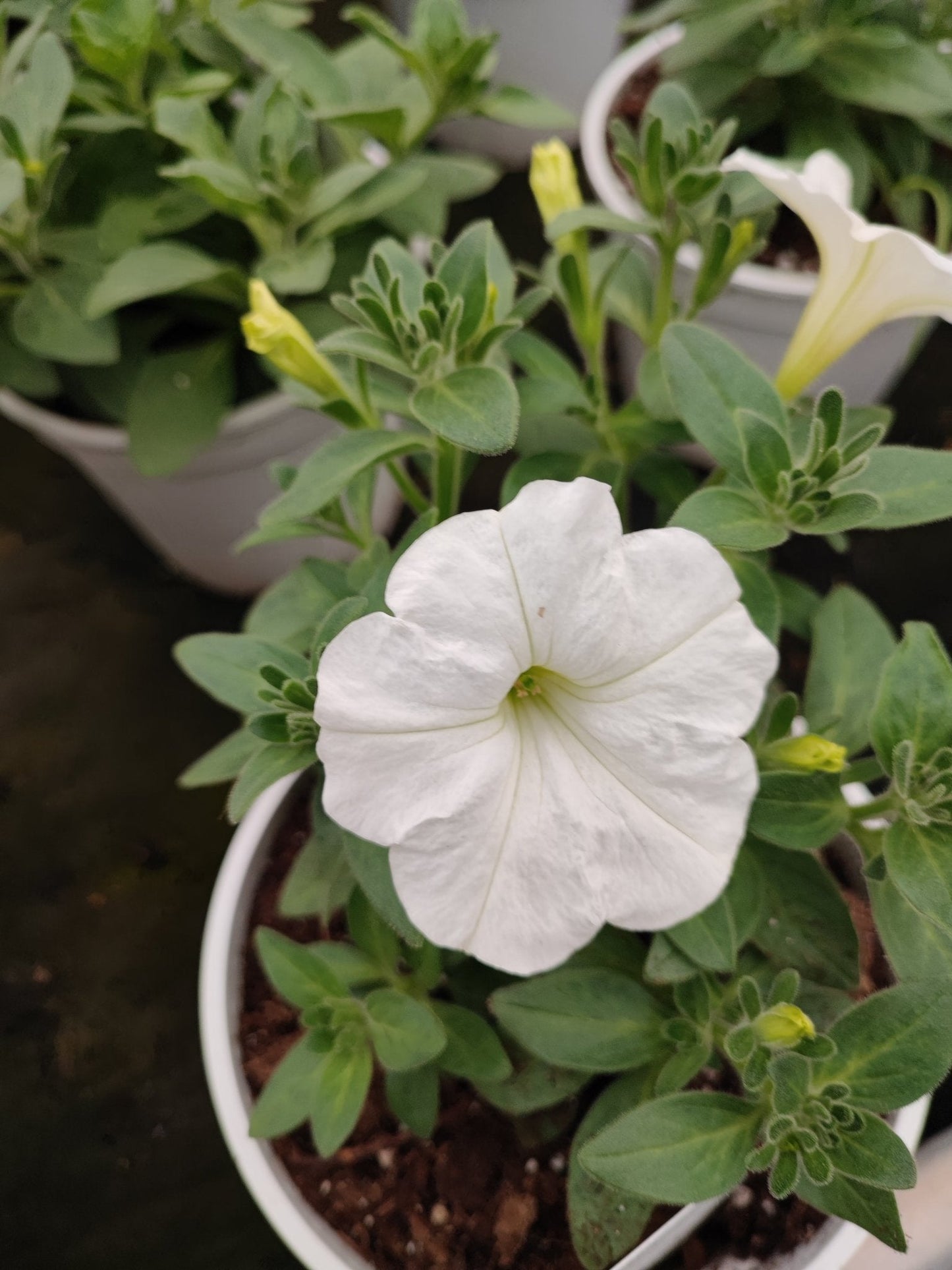 Petunia - ValmaflorValmaflorValmaflorPetunia - ValmaflorValmaflorValmaflorPetuniaBiancaBianca