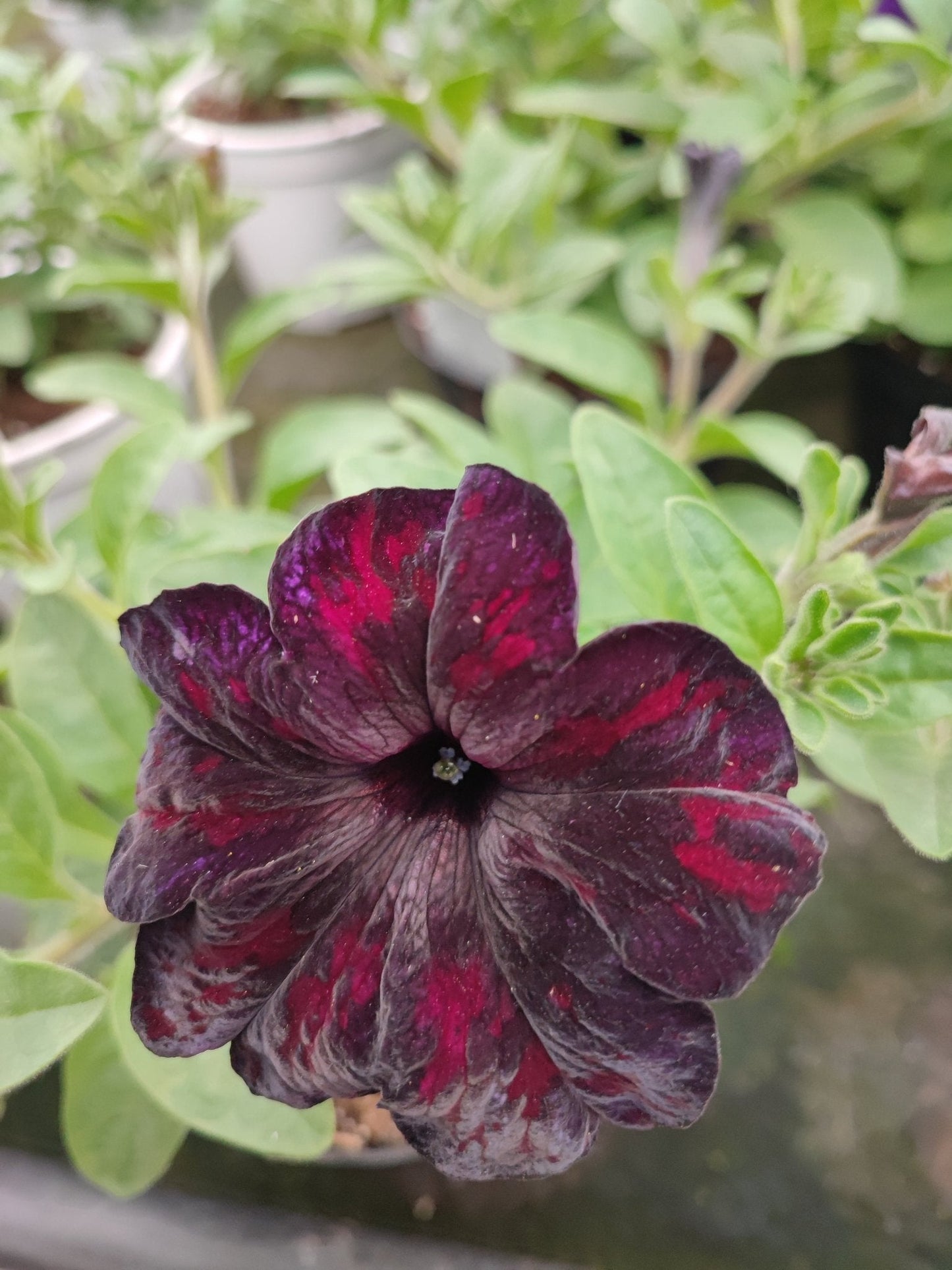Petunia - ValmaflorValmaflorValmaflorPetunia - ValmaflorValmaflorValmaflorPetuniaNeraNera