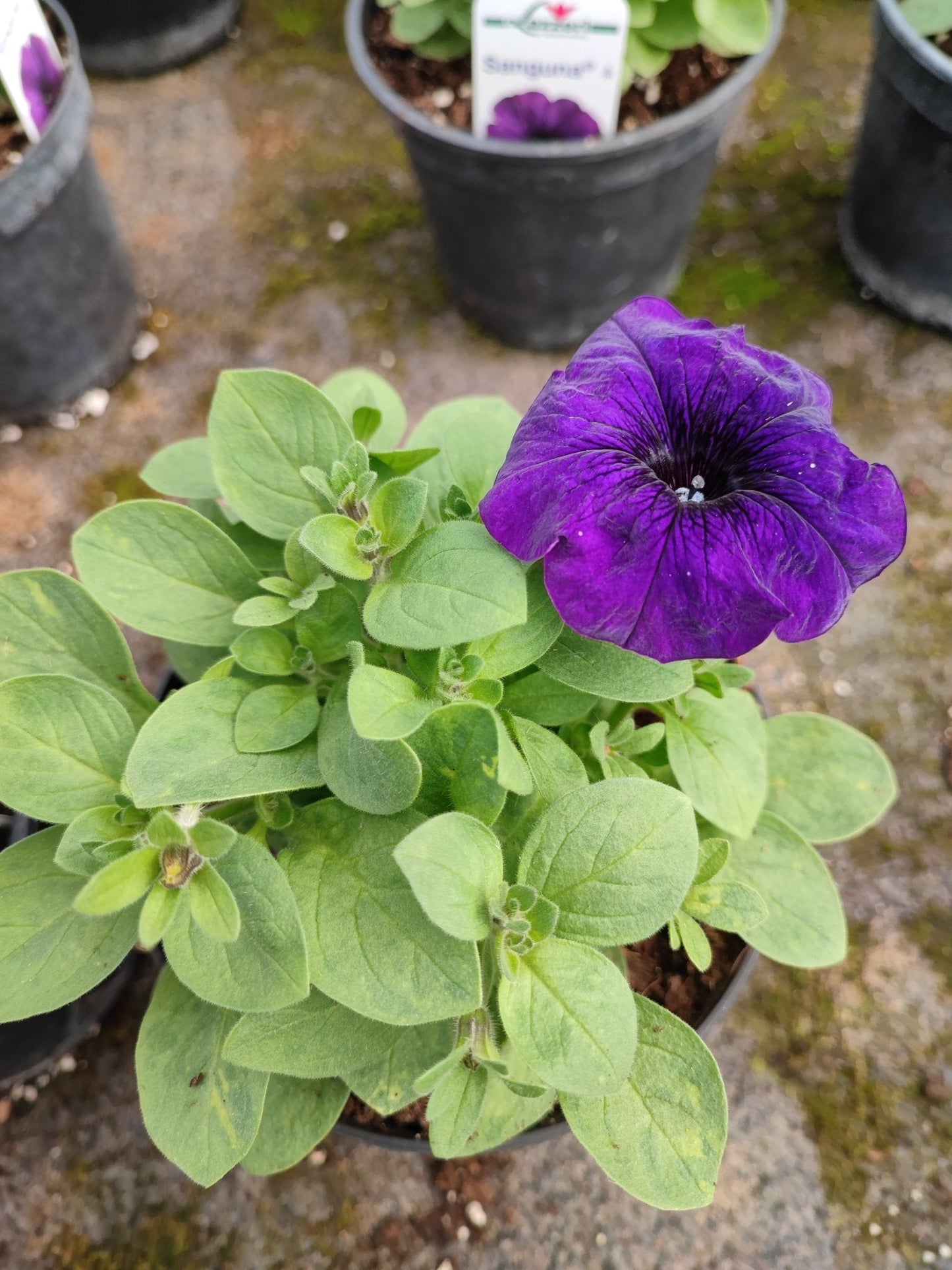 Petunia - ValmaflorValmaflorValmaflorPetunia - ValmaflorValmaflorValmaflorPetuniaBluBlu