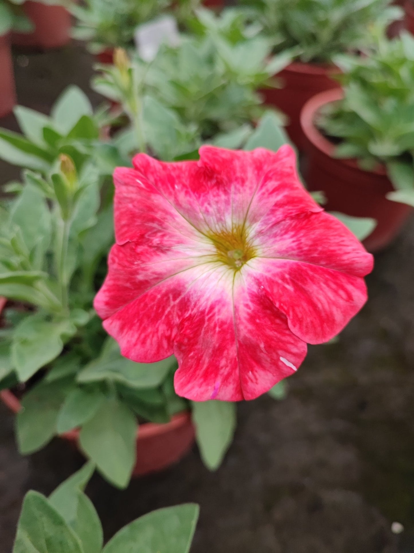 Petunia - ValmaflorValmaflorValmaflorPetunia - ValmaflorValmaflorValmaflorPetuniaArancioneArancione