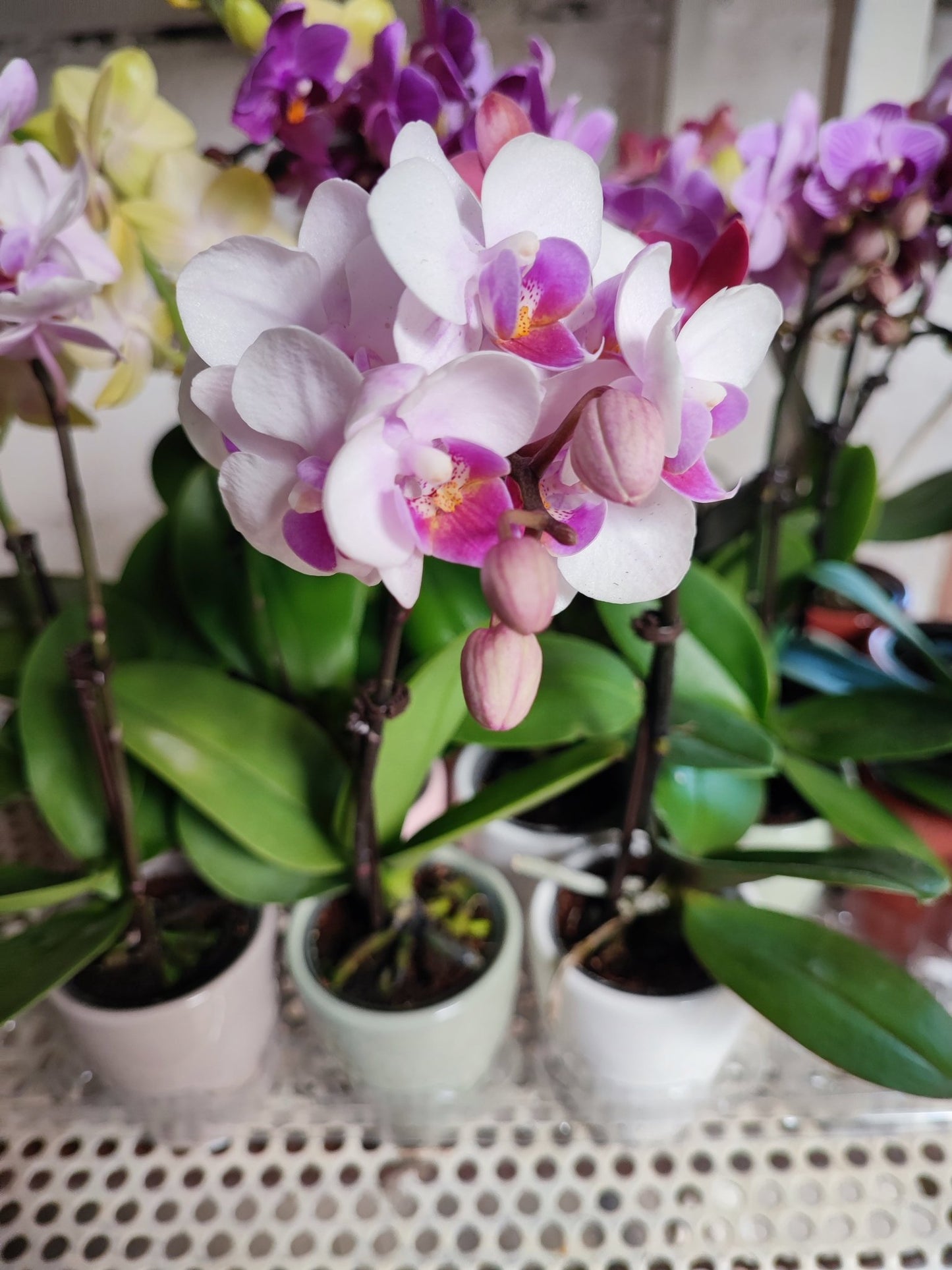 Phalaenopsis mini - ValmaflorValmaflorValmaflorPhalaenopsis mini