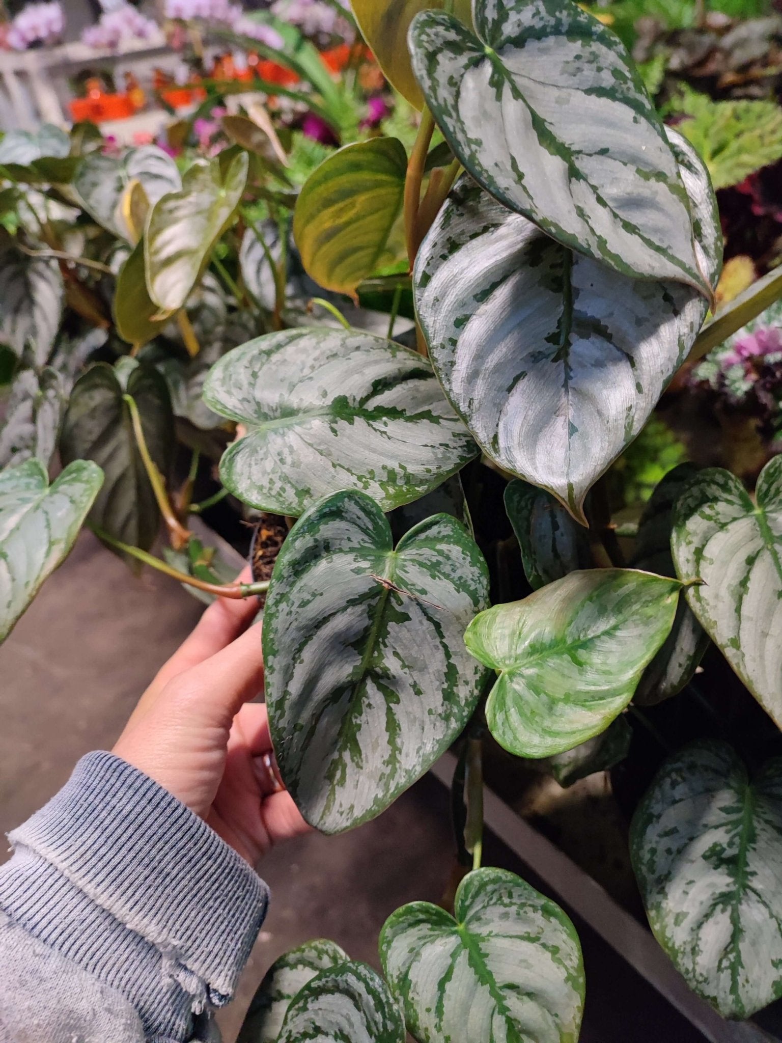 Philodendron Brandtianum - Valmaflor#ValmaflorValmaflorPhilodendron Brandtianum - Valmaflor
