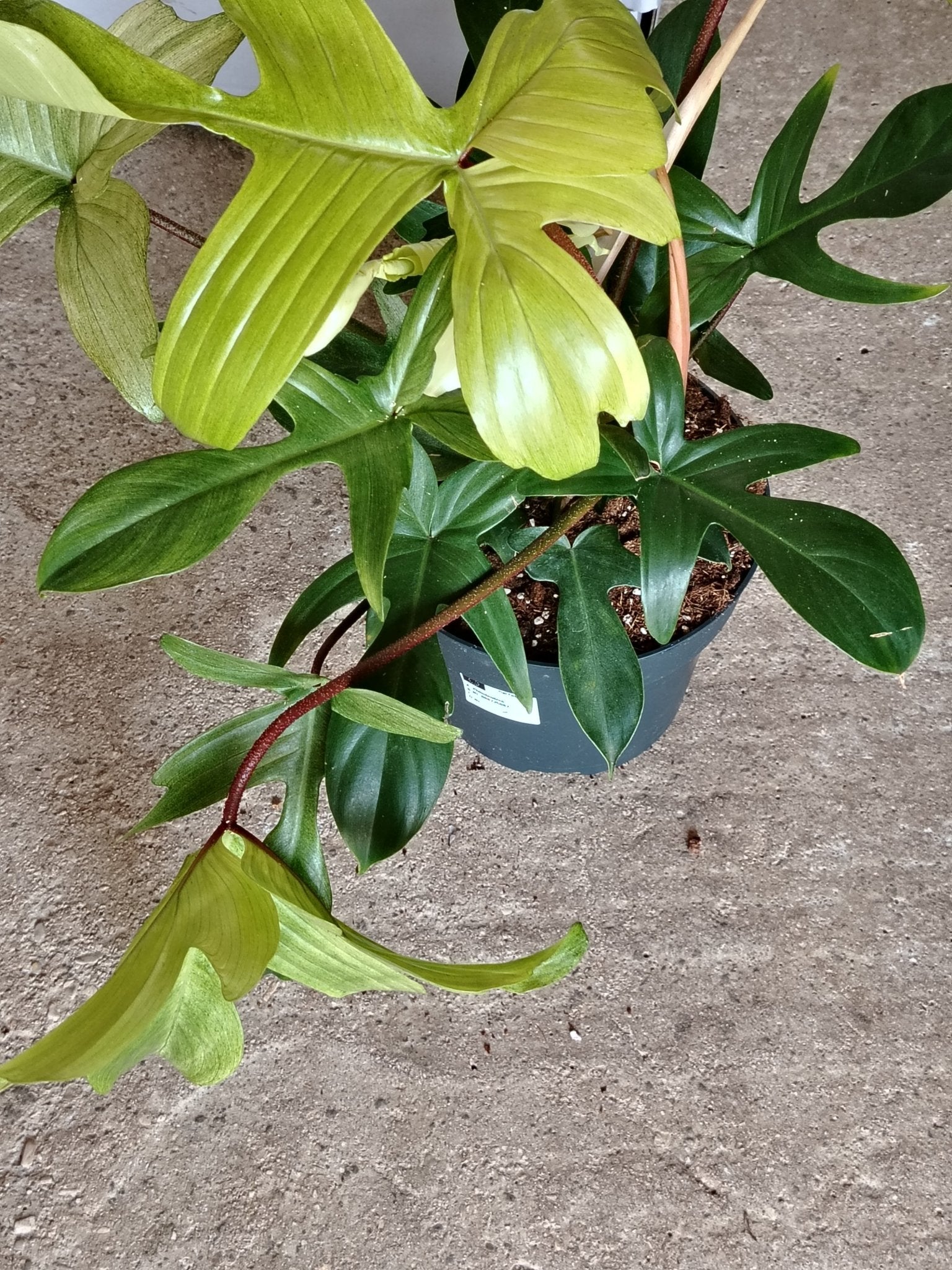 Philodendron florida ghost - ValmaflorValmaflorValmaflorPhilodendron florida ghost19 cm60/70 cm