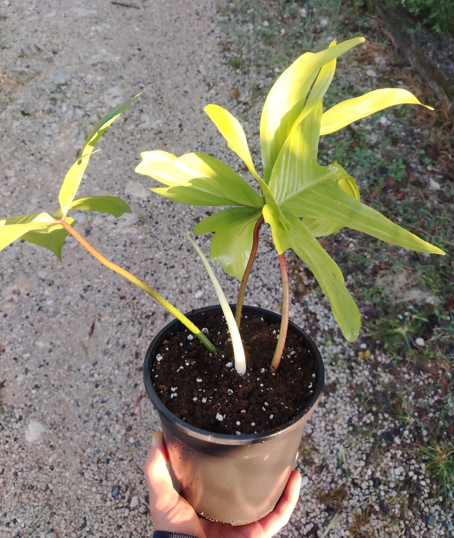 Philodendron florida ghost - ValmaflorValmaflorValmaflorPhilodendron florida ghost17 cm40/60 cm