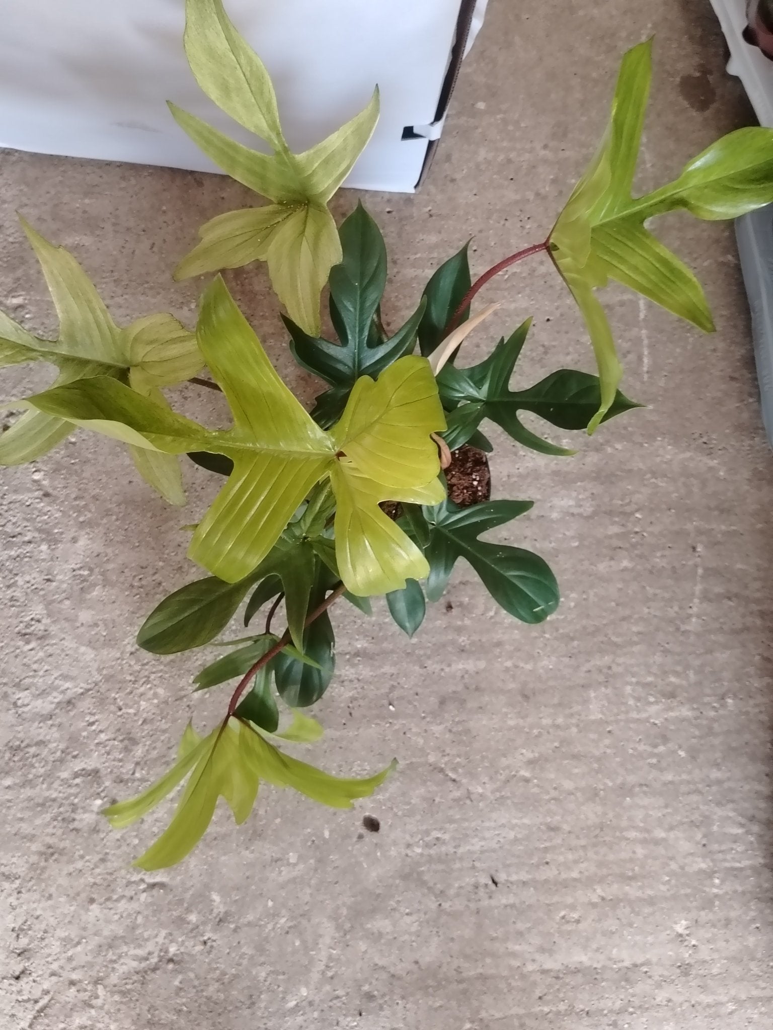 Philodendron florida ghost - ValmaflorValmaflorValmaflorPhilodendron florida ghost19 cm60/70 cm