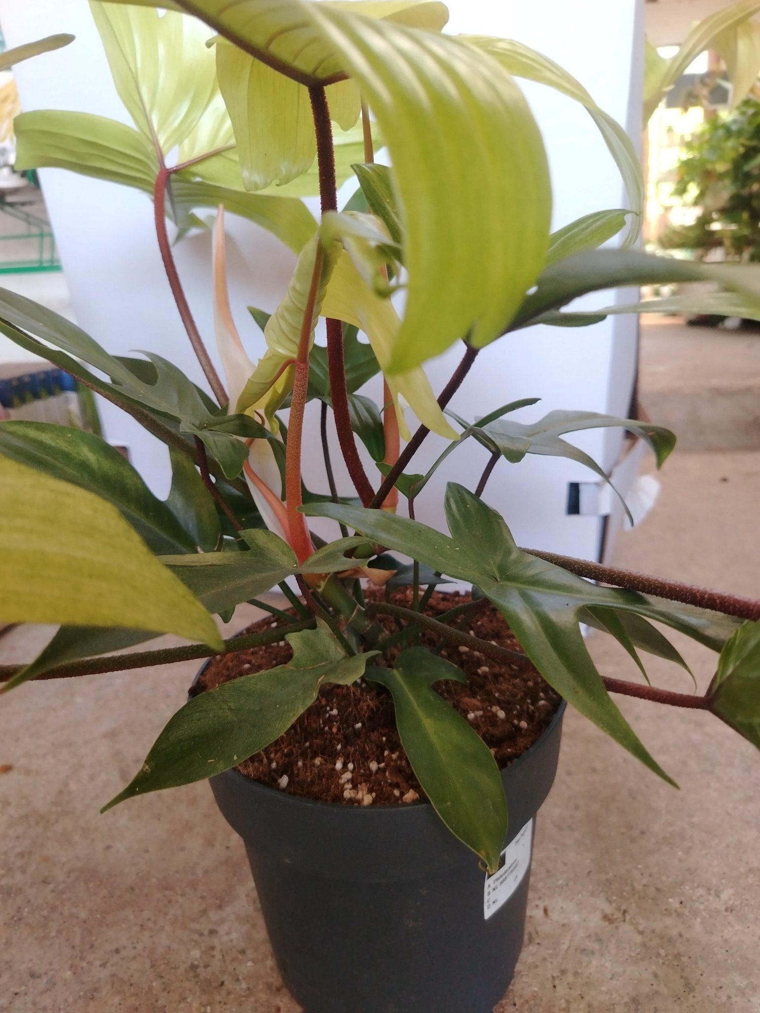 Philodendron florida ghost - ValmaflorValmaflorValmaflorPhilodendron florida ghost19 cm60/70 cm
