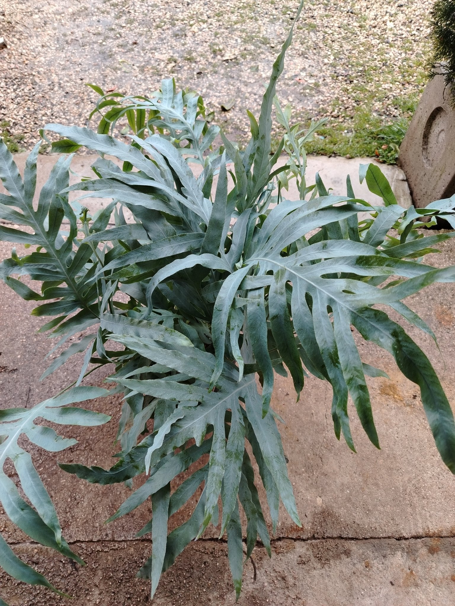 phlebodium aureum - Valmaflor#ValmaflorValmaflorphlebodium aureum