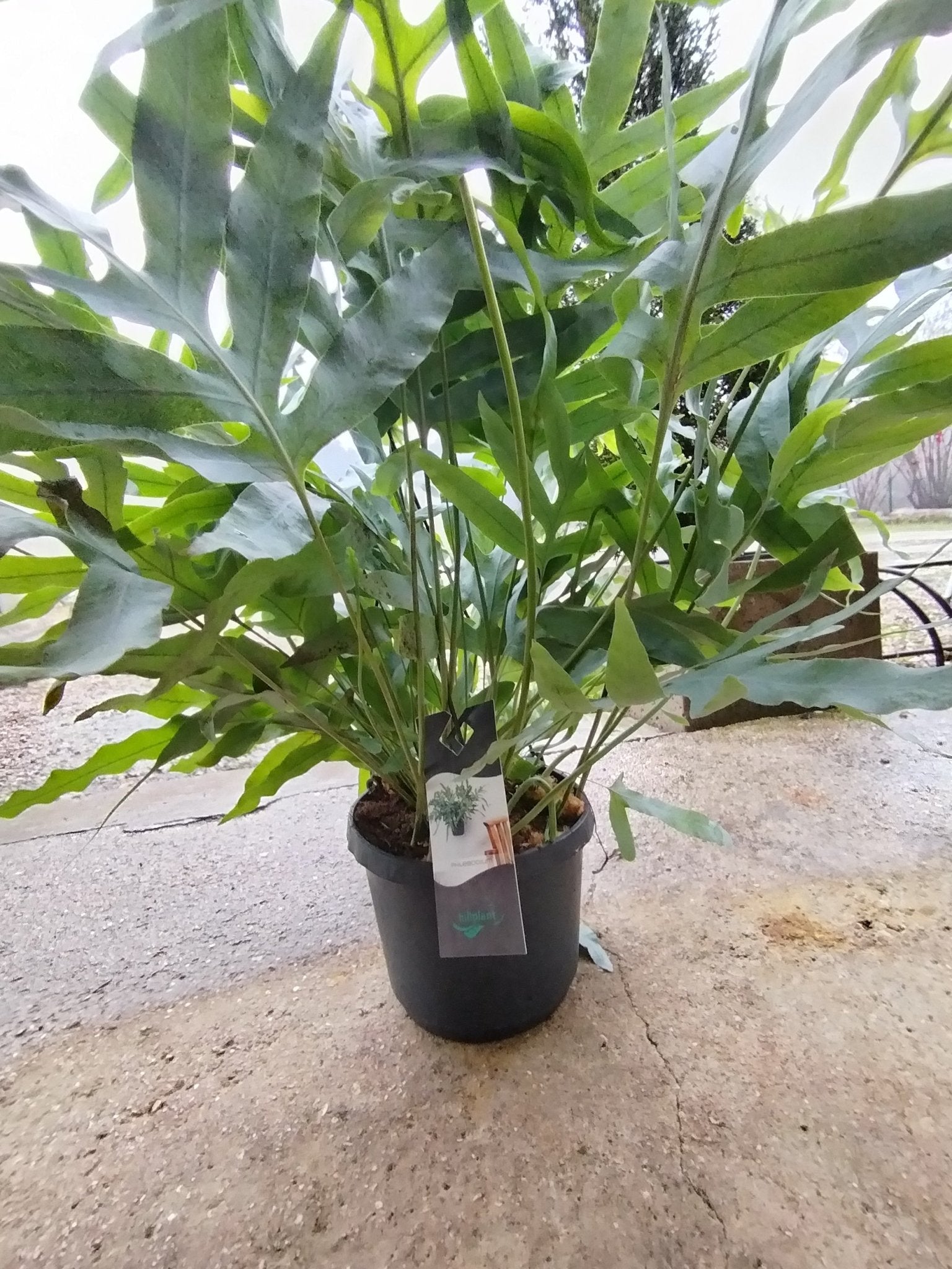 phlebodium aureum - Valmaflor#ValmaflorValmaflorphlebodium aureum