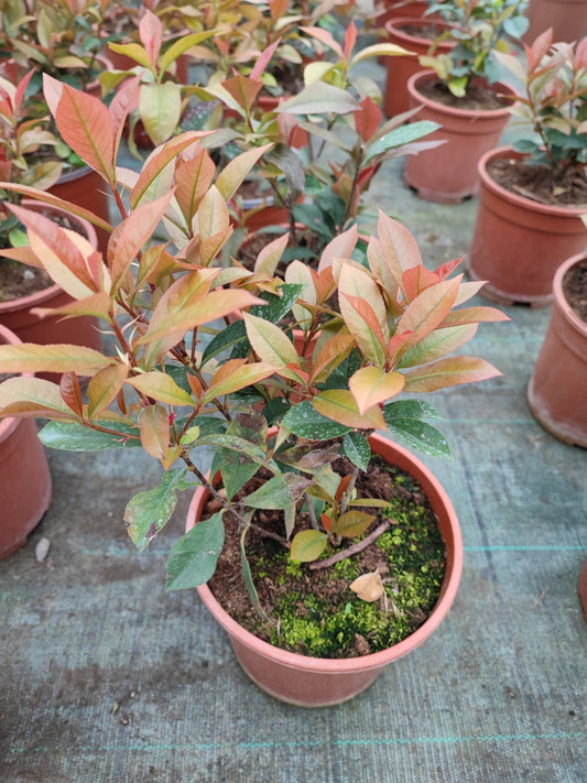 Photinia - ValmaflorValmaflorValmaflorPhotinia - ValmaflorValmaflorValmaflorPhotinia