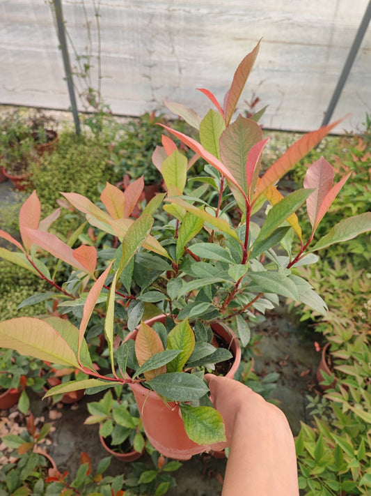 Photinia - ValmaflorValmaflorValmaflorPhotinia