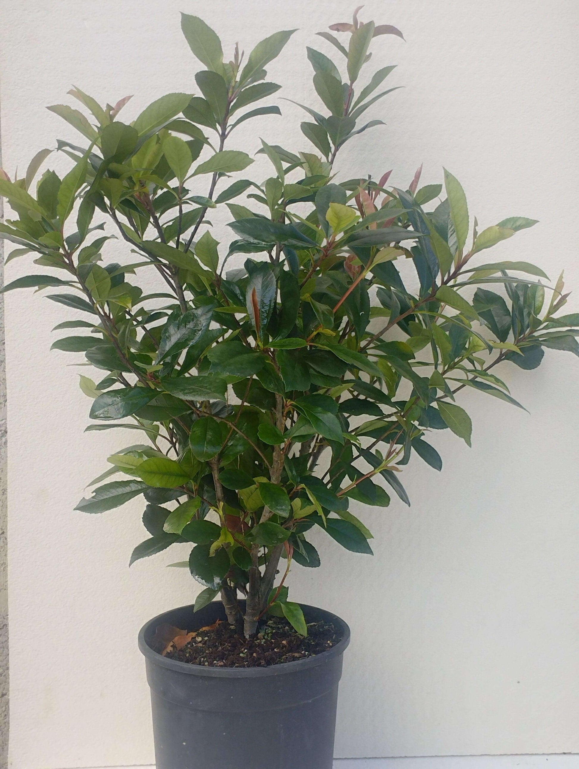 Photinia compatta - Valmaflor