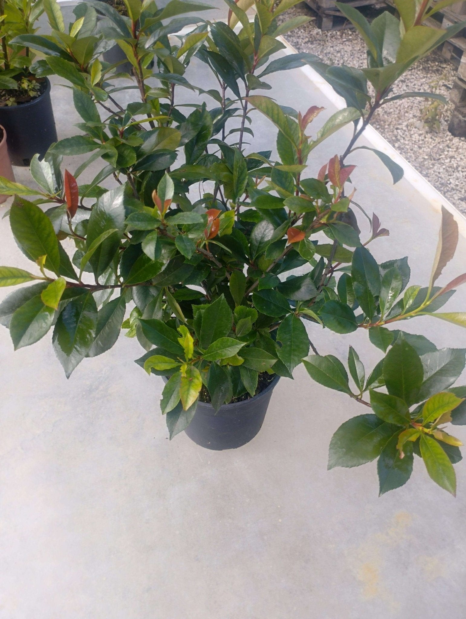 Photinia compatta - ValmaflorPhotinia compattaValmaflorValmaflorPhotinia compatta - Valmaflor1980 cm